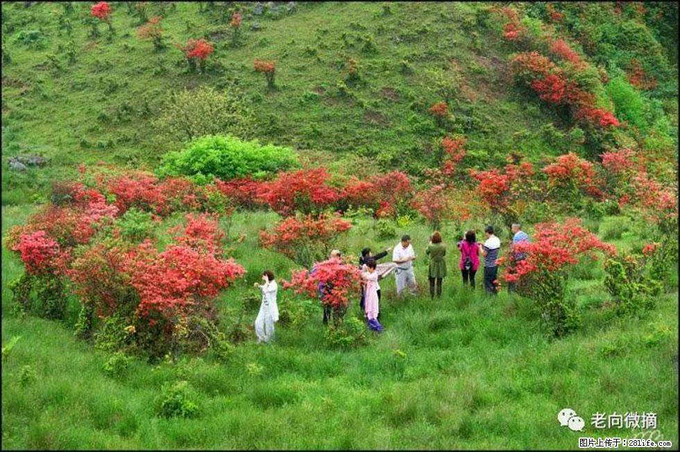 【春天，广西桂林灌阳县向您发出邀请！】宝盖山上映山红 - 游山玩水 - 广州生活社区 - 广州28生活网 gz.28life.com