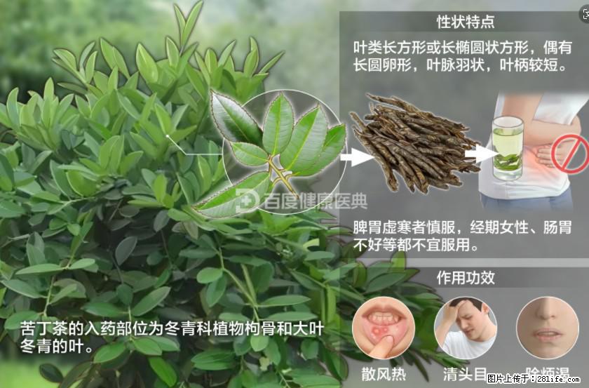 苦丁茶有哪些功效和作用 - 生活百科 - 广州生活社区 - 广州28生活网 gz.28life.com