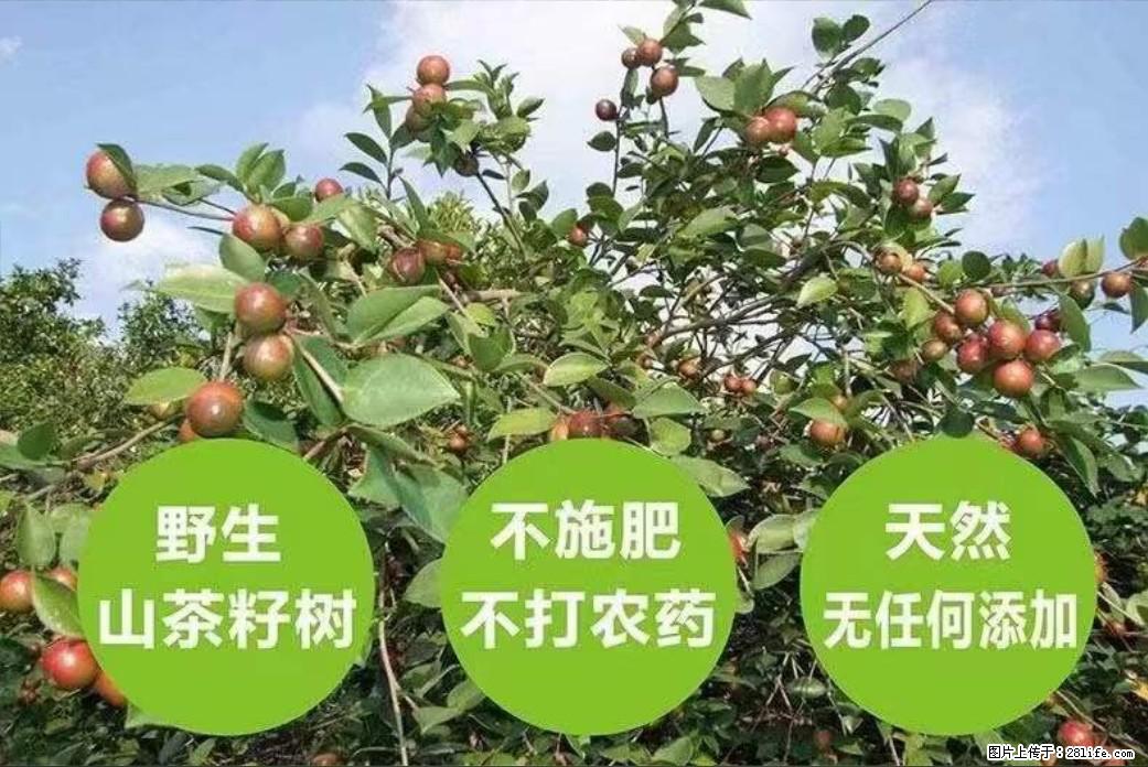 【灌阳县油茶产业示范区】一个有着充实的精神生活的人,对待身外之物自会有一种淡泊的态度 - 美食天地 - 广州生活社区 - 广州28生活网 gz.28life.com