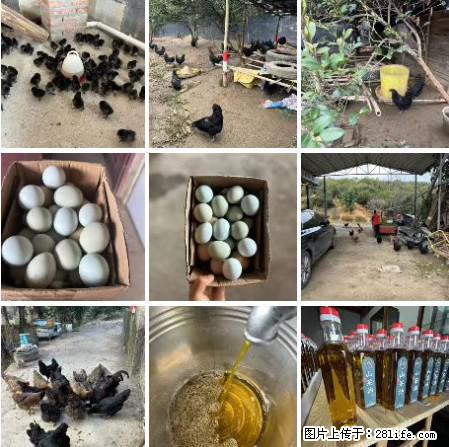 油茶园从小鸡仔开始养起的纯土鸡、土鸡蛋可以预定啦!还有前几天刚榨的纯山茶油哦 - 美食天地 - 广州生活社区 - 广州28生活网 gz.28life.com