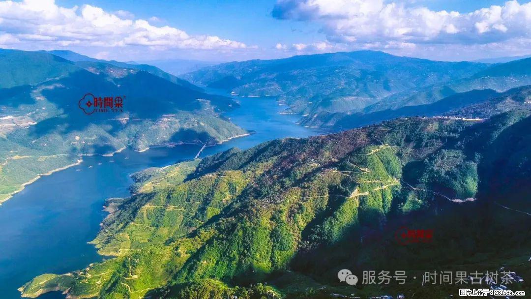 时间果百年古树龙珠普洱生茶 - 购物交流 - 广州生活社区 - 广州28生活网 gz.28life.com