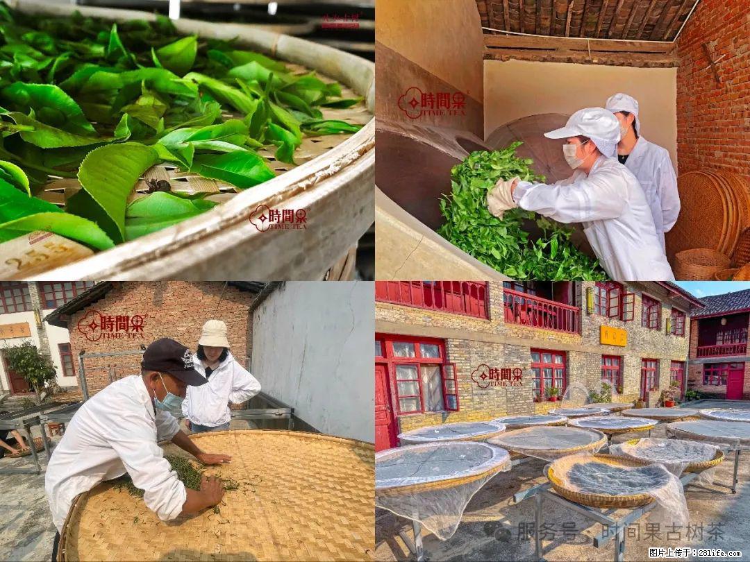 时间果百年古树龙珠普洱生茶 - 购物交流 - 广州生活社区 - 广州28生活网 gz.28life.com