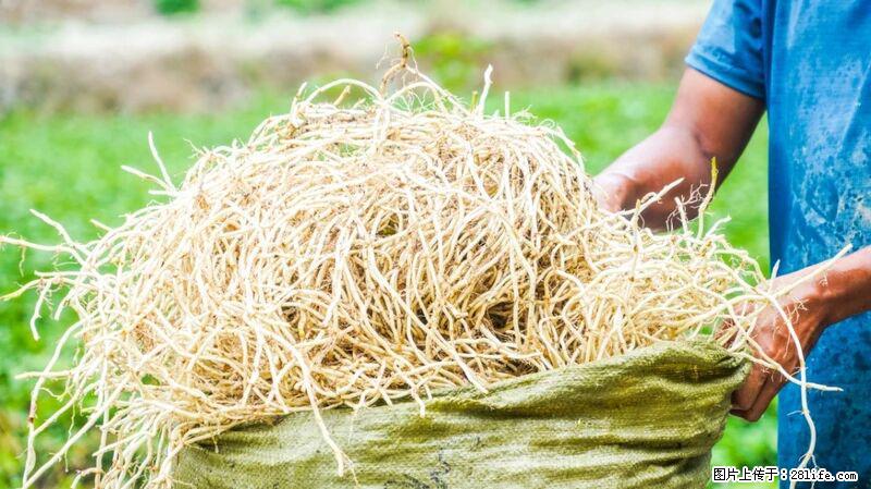 堪称“最难吃”的蔬菜,却是 “抗辐射神器”,还能护肺、清热、止咳化痰! - 广州生活资讯 - 广州28生活网 gz.28life.com