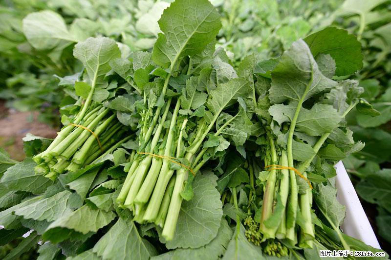 这些蔬菜是“天然钙片”，这6种被医生重点推荐 - 广州生活资讯 - 广州28生活网 gz.28life.com